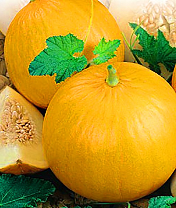 Planting and care of melons in the open ground in the middle zone of Russia