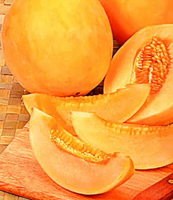 Planting and care of melons in the open ground in the middle zone of Russia