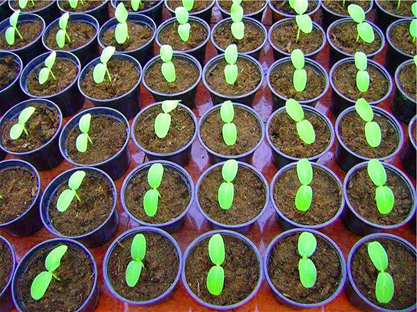 Planting and care of melons in the open ground in the middle zone of Russia