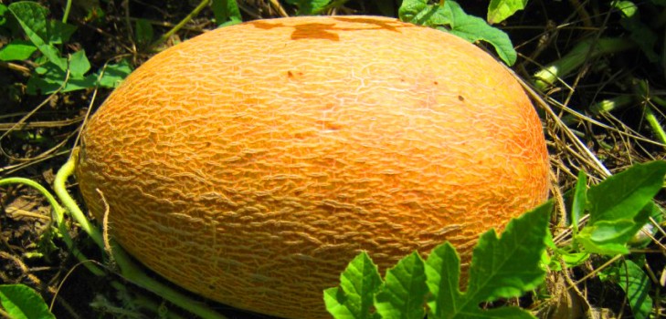 Planting and care of melons in the open ground in the middle zone of Russia