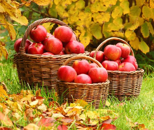 How to keep apples in winter at home