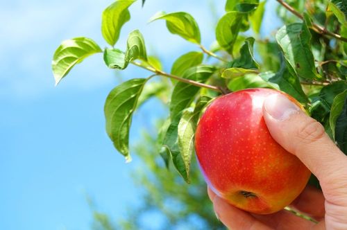 How to keep apples in winter at home