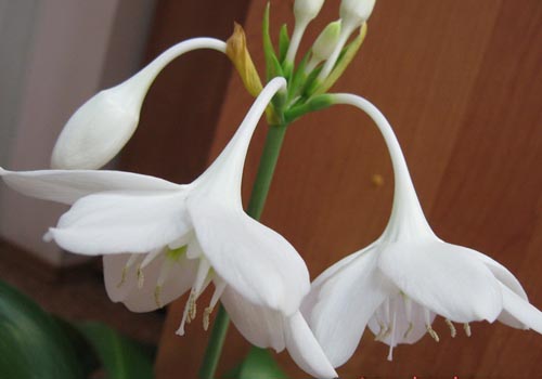 two eucharis flowers