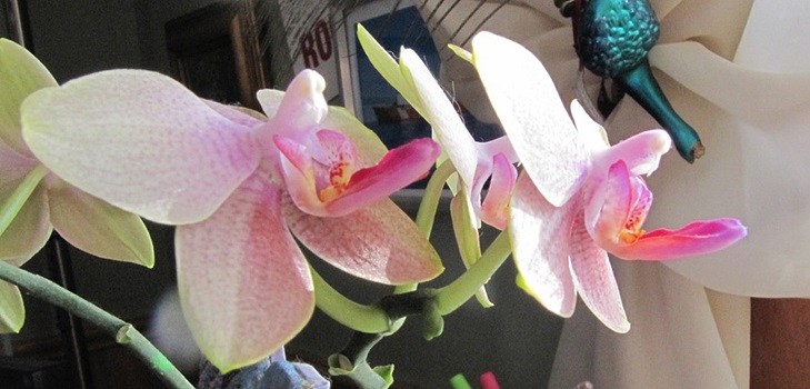 Phalaenopsis bloom