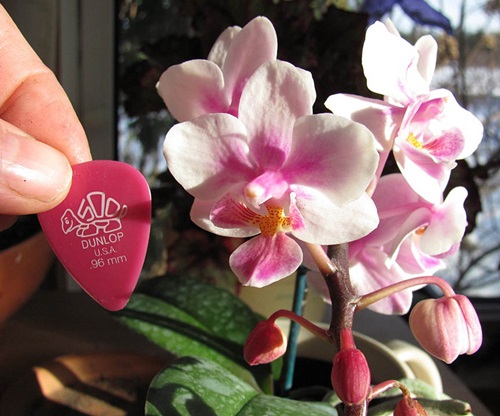 Phalaenopsis bloom