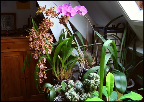 Phalaenopsis: flowering