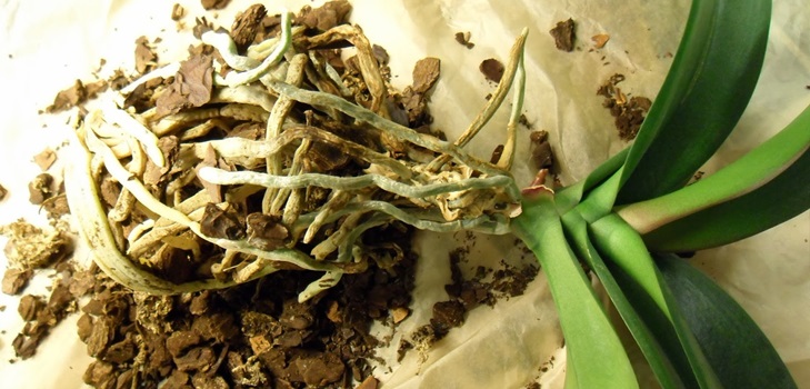 Phalaenopsis transplant
