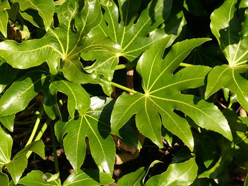 Different types of fatsia