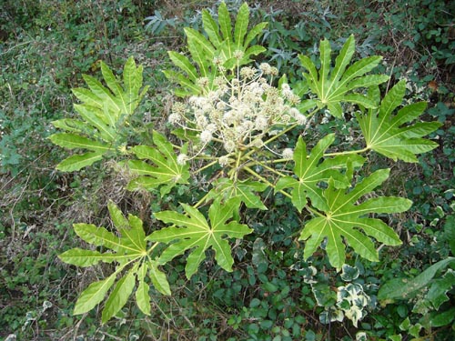 fatsia in comfortable temperature conditions