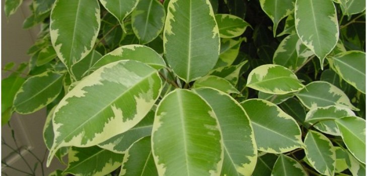 room ficus
