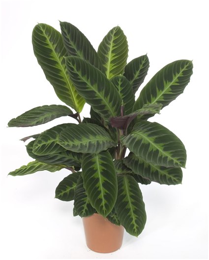 tub with ficus