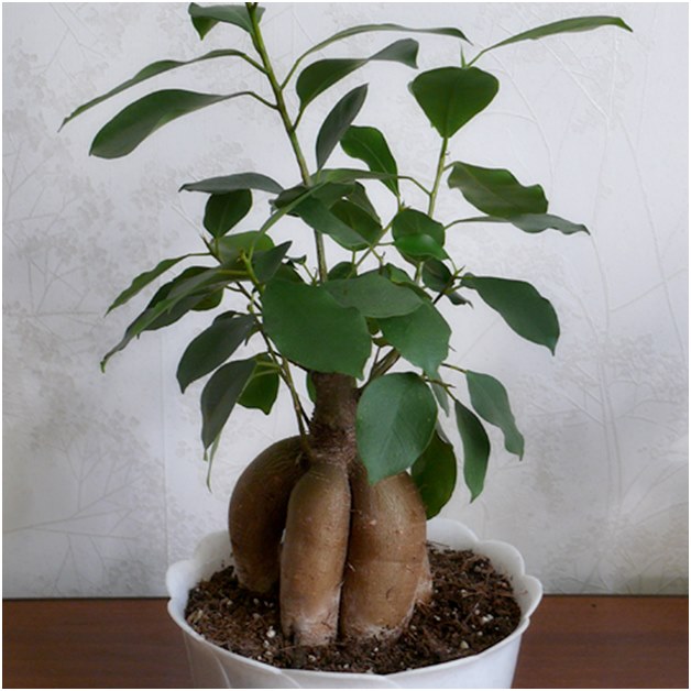 Ficus before transplanting