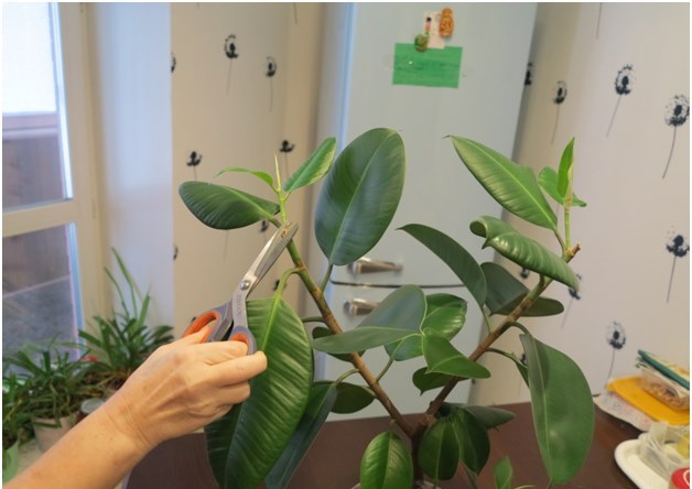 ficus cutting
