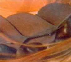 eucalyptus leaves