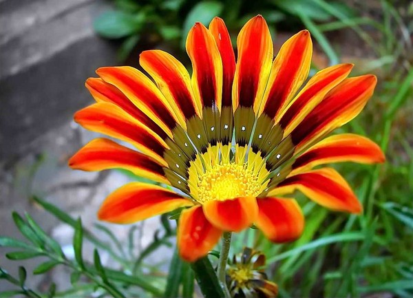 African chamomile, or everything about growing and caring for grannies
