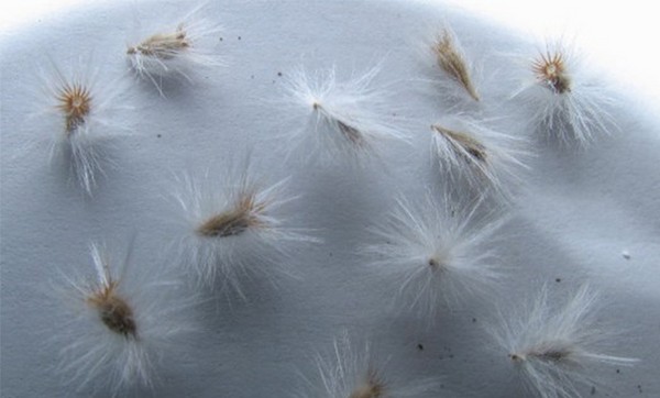 African chamomile, or everything about growing and caring for grannies
