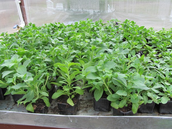 African chamomile, or everything about growing and caring for grannies