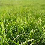 Lawn grass