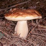 Where to collect mushrooms