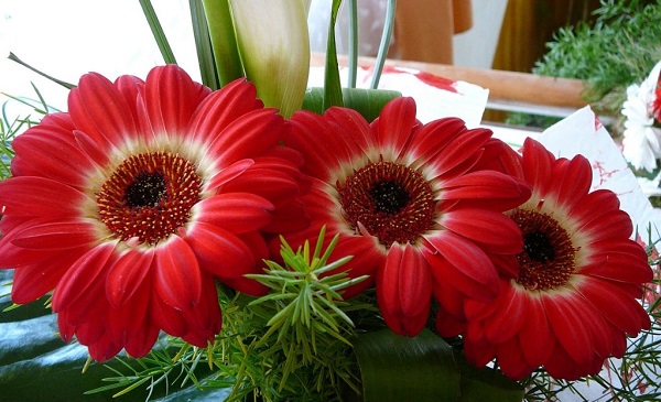 Gerbera in the pot