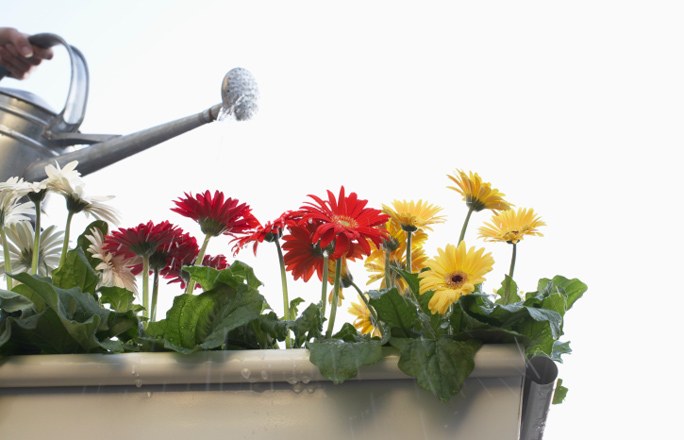 Gerbera in the pot Gerbera in the pot
