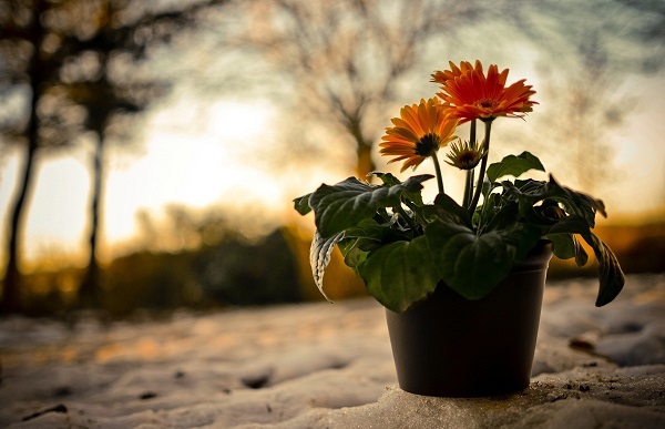 Gerbera in the pot Gerbera in the pot