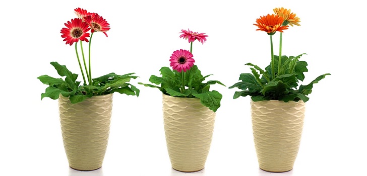 Gerbera in the pot