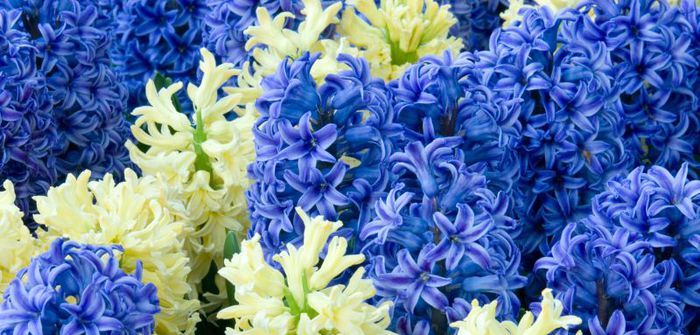 Hyacinth at home