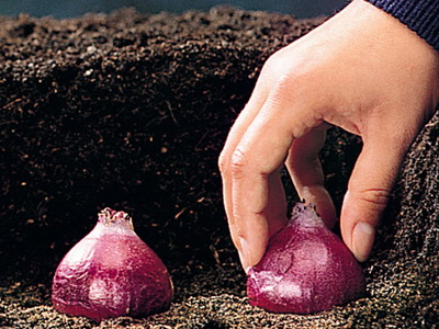  Hyacinth at home