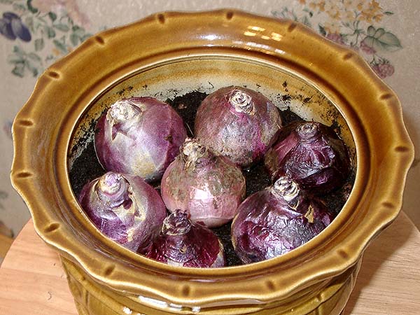  Hyacinth at home
