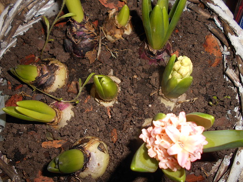  Hyacinth at home