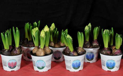  Hyacinth at home