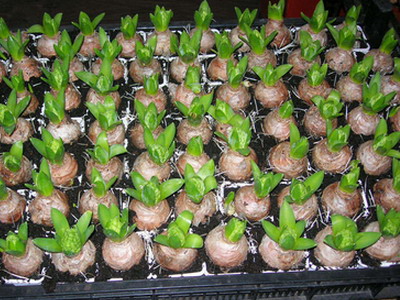  Hyacinth at home