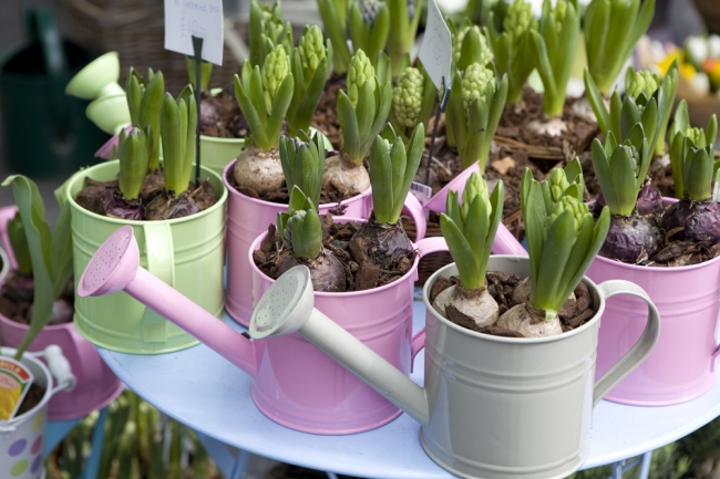  Hyacinth at home