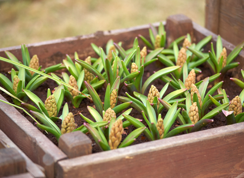  Hyacinth at home