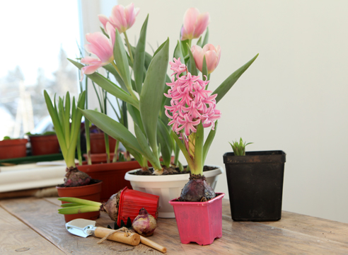 Hyacinth at home