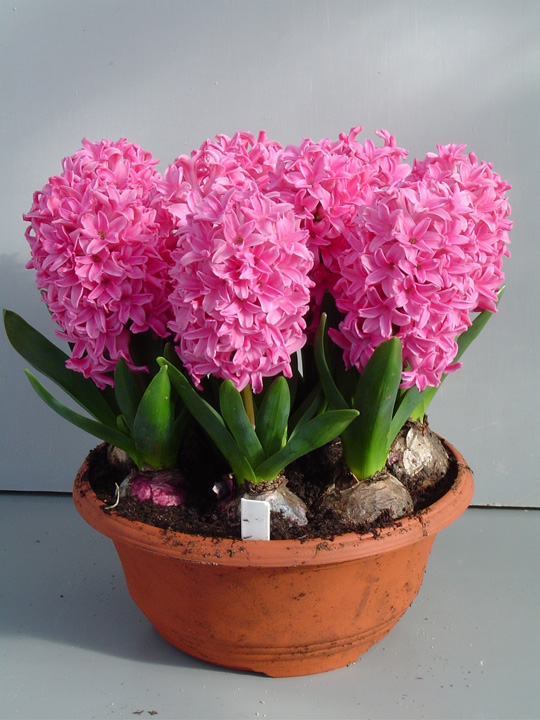  Hyacinth at home