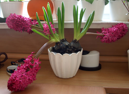  Hyacinth at home