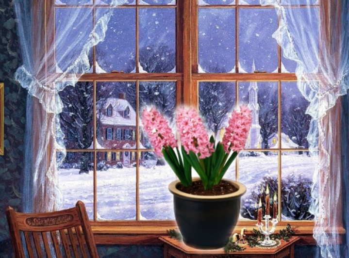 Hyacinth at home