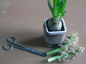  Hyacinth at home