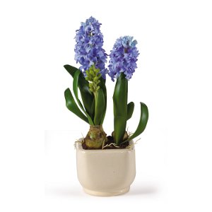 Hyacinth at home