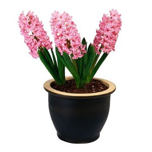 Hyacinth at home