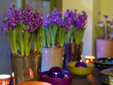 Hyacinth at home