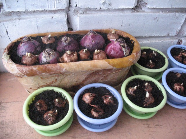 Hyacinth at home
