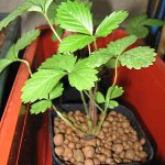 Hydroponics at home Hydroponics at home