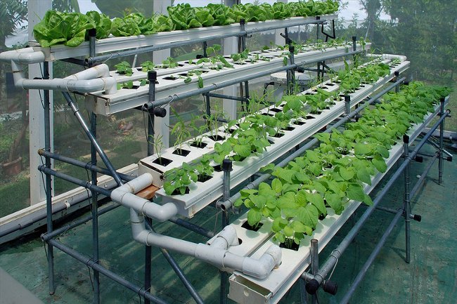 Hydroponics at home