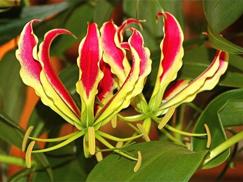 Features of planting "lily of flame"