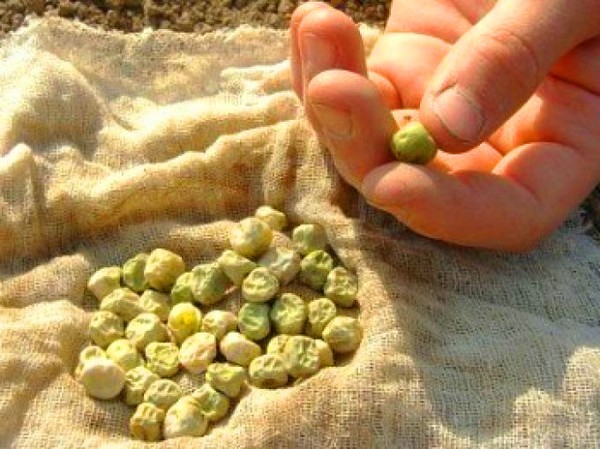 Peas: planting and care in the open ground