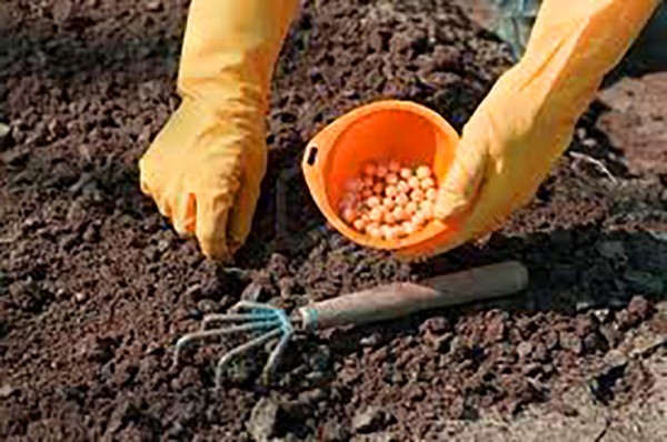 Peas: planting and care in the open ground