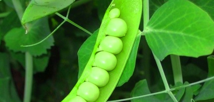 Peas: planting and care in the open ground